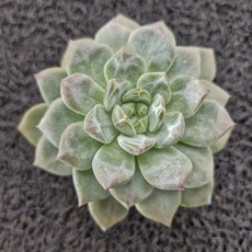 봄의정원 호박젤리 다육, 1개