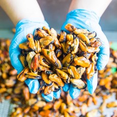 산지직송 국내산 남해 손질 건조 깐 홍합 500g, one color, 1개