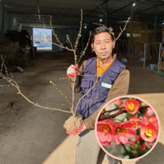 명자나무 3년생 분묘 개화주 흑광 에버그린농원, 1개