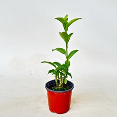 플로어가든 야래향 1+1 소품 15x10 야래향벤쿠버 모기퇴치식물 러브버그퇴치식물 허브식물, 1개