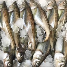 [당일조업] 자연산 동해안 급냉 제철 도루묵 햇도루묵, 숫 도루묵 1kg (20미내외), 1개