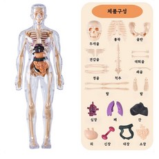 비큐리어스 인체 해부학 모형 세트 30조각 교육용