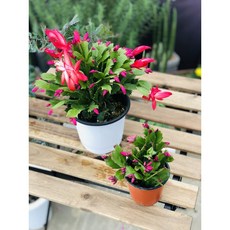 서비내 게발선인장 Hatiora gaertneri 예쁜꽃 소품, 1개, 식물