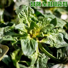 해풍맞은 섬초 보물초 시금치 남해시금치, 1박스, 500g