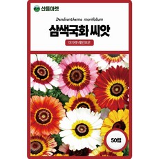 산들마켓 삼색국화꽃 씨앗 50립 마가렛 레인보우 일년생 꽃씨 종자, 1개