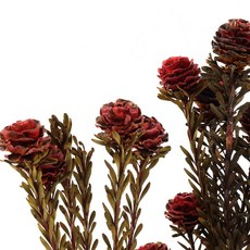 [데코몰] 프리저브드 토텀 피메일, 레드