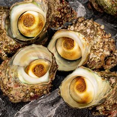 청담농수산 국내산 동해안 특품 뿔소라, 1개, 1kg 정품 (kg당 4-8미)