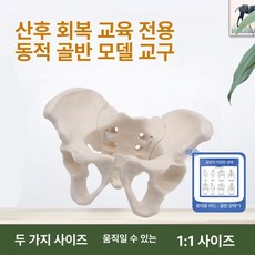 여성 골반 모형 골격 실습 인체 대학교 해부학 골반, 1개