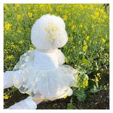 크레용펫 크레용펫 강아지 옷 데이지 쉬폰 원피스 고양이용품 반려묘 고양이장난감 캣용품 고양이인테리어, 2개, 기타