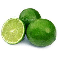 신선프레쉬 생 라임 대과 (개당 100g), 1개, 100g 내외 x 10과입 1kg