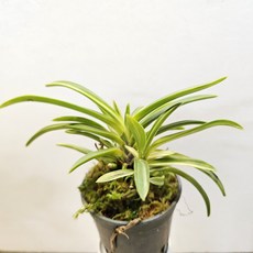 ~팔중의(부귀란), 1개