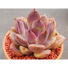 다크초코렛 다육이 독일토분에 심어서 분째 배송합니다. 로뎀다육, 1개, 계절에따라변화