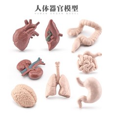 廢物專賣店 人體器官骨骼模型套裝 DIY科學早教組裝玩具 益智學生科教用品 仿真人體器官模型 交換禮物/生日禮, 1個, 人體器官模型(一套8個)