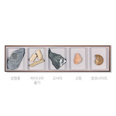 [HS-1005] 5종화석표본 / (삼엽충.바다나리줄기.고사리.고둥.암모나이트)