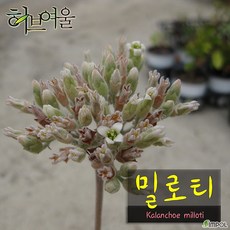 스트레스해소 공기정화식물 실내공기정화 선물용식물 저탄소생활 밀로티 (카랑코에 밀로티 묵은둥이) 지름 9cm 소품화분, 스트레스해소 공기정화식물 실내공기정화 선물용식물 저탄소