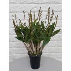 긴기아 난(핑크)30 - 향이 좋아요, 1개