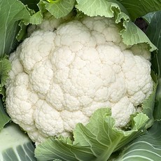 국산 제주 생 콜리플라워 컬리플라워 특품, 6kg, 1박스