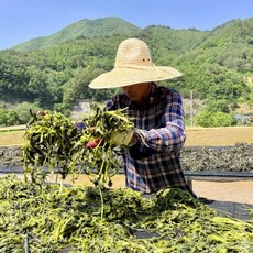 근덕농협 강원도 삼척 건곤드레 [2025년산], 1개, 봄향기 가득 건곤드레 300g