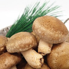 송화고 송향 송화 송고버섯 500g 1kg - 경동버섯유통, 1개, 국산 송화버섯 500g