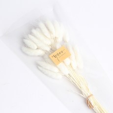 화연양화 라그라스 40개입 드라이플라워 시들지않는생화, 02 화이트