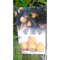 花花世界 香蕉李 4.5吋盆 30-50cm, 1個