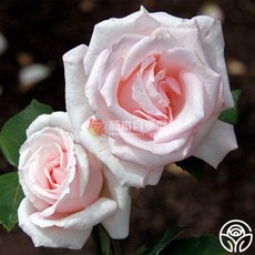 新娘之夢 7-8吋盆 花期長 中強香 德國玫瑰 適合新手, 1個