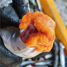 양미리 제철 알배기 구이, 1개, 급냉 양미리 20미