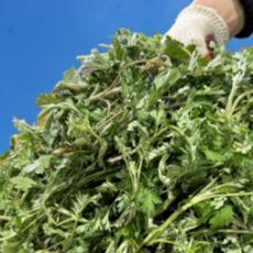 국내산 거문도 해풍 생쑥 봄 제철 쑥 향 진한 쑥전 쑥떡 쑥버무리용, 1박스, 1kg