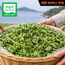 [당일수확] 무농약 유기농 거문도 쑥, 1kg, 1개