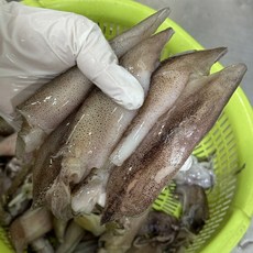 냉동 총알한치, 4개, 500g