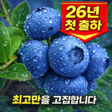 [프리미엄] 고당도 국산 생 블루베리, 1세트, 200g