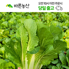 < 바른농산 > 국내산 얼갈이배추 단배추, 1개, 4kg