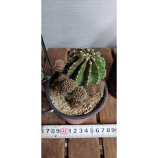 팅커벨선인장 단모환군생, 1개