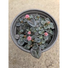 갯모밀 갯메밀 개모밀 적지리 노지월동 덩굴 지피식물 다년초 야생화 소품, 2개, 기본