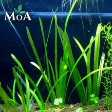 [모던아쿠아] 발리스네리아 수초 / 후경 수초 / 구피 수초 / 새우 수초 / 수초, 5개