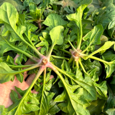 산지꾼 국내산 시금치 노지 시금치, 1개, 4kg