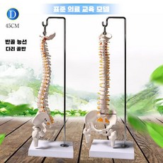 척추 모형 의료 연습 경추 요추 교구 실습용 요추, 45CM 교수형척추+하프레그