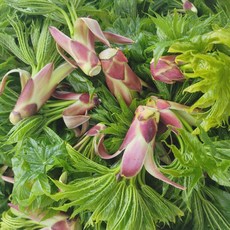 [라라네농장] 백운산 청정지역에서 자란 향긋한 두릅 개두릅 야생 엄나무순, 500g, 1개