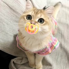 고양이 장난감 분리불안 스트레스해소 이길이에 도움이 되는 잇몸자극 이갈이 쪽쪽이, 1개, BM-306 강아지쪽쪽이_핑크사자