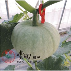 【野菜部屋~】K35 銀栗南瓜種子 中包裝 口感像地瓜 甜度高, 1包