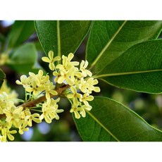 桂花原精香氛精油 5ml, 1個