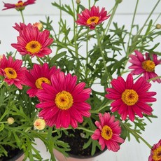 아비가든 목마가렛 소형 (받침+영양제) 노랑 분홍 빨강 흰색 색상선택 2월 꽃많음 봄꽃, 2개