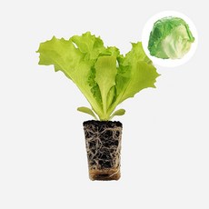 마이플랜트 유레카 양상추 모종, 4개
