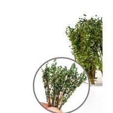 군사 미니어처 디오라마 모델 장면 만들기 모래 테이블 빌딩 DIY 재료 관목 잔디 식물 규모, 1개