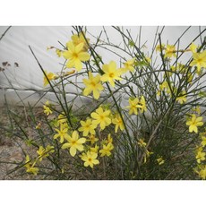 산내들농장 영춘화, 1개