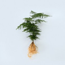 마이플랜트 아스파라거스 나누스 세척 모종 소형 수경재배식물, 1개