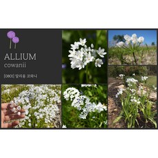 [풀떼기] 알리움 코와니, 1개