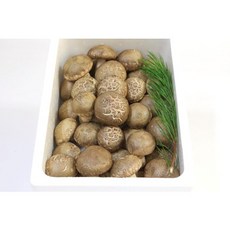 금산 보생농원 송화고버섯, 1kg, 1개