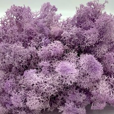 現貨 20克 乾燥苔蘚 永生苔蘚 DIY微景觀材料包 造景裝飾, 紫色