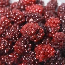 고창 복분자 토종 슈퍼 햇복분자, 1박스, 블랙베리 슈퍼복분자[특품] 1kg